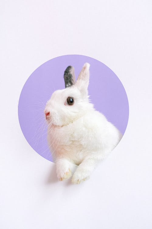 Portrait of Pet Rabbit