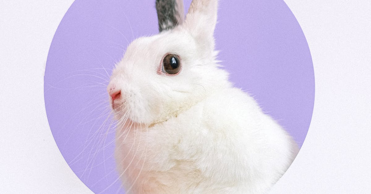 Portrait of Pet Rabbit