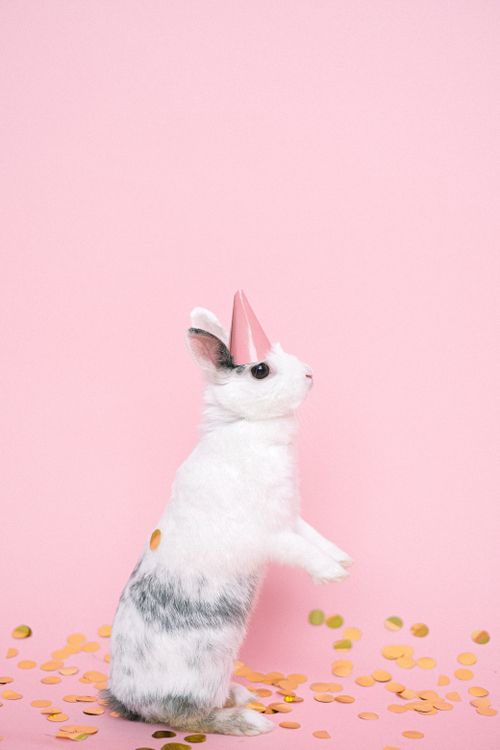 Free Cute rabbit wearing a party hat surrounded by confetti on a pink backdrop. Stock Photo
