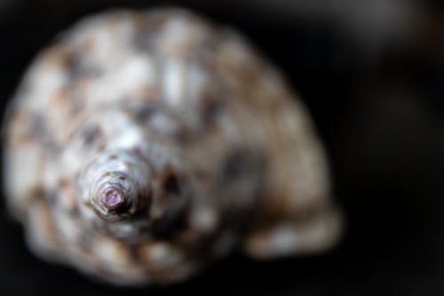 бесплатная Бесплатное стоковое фото с брюхоногий моллюск, животное, макросъемка Стоковое фото