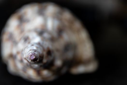 Artistic macro shot of a spiral seashell with blurred background for nature photography enthusiasts.