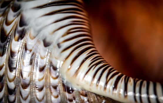 Intricate macro image highlighting the detailed striped pattern of a seashell.