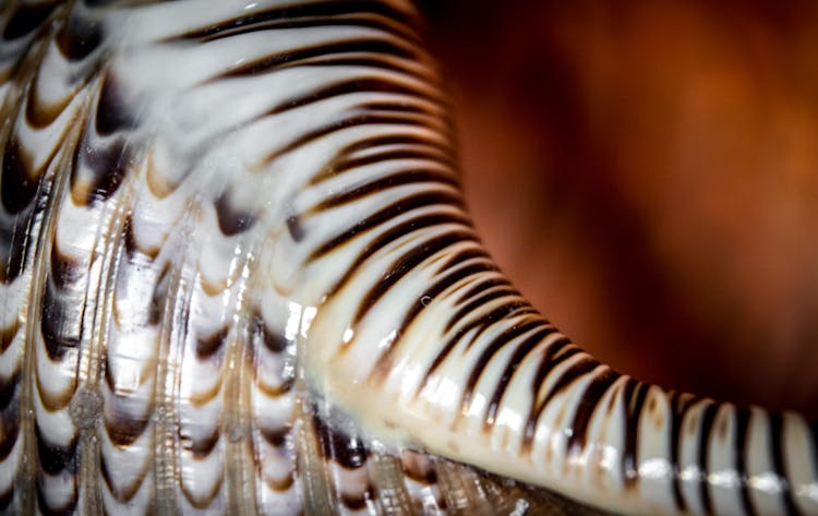 White And Brown Seashell In Macro Photography
