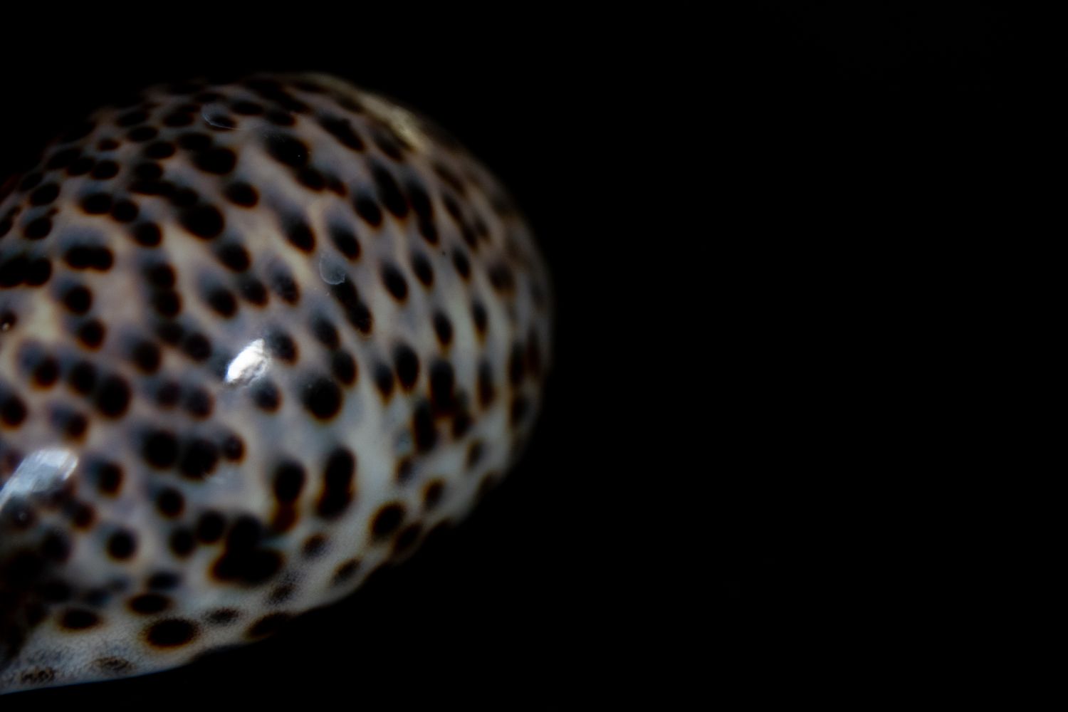 Speckled Shell Photos, Download The BEST Free Speckled Shell Stock ...