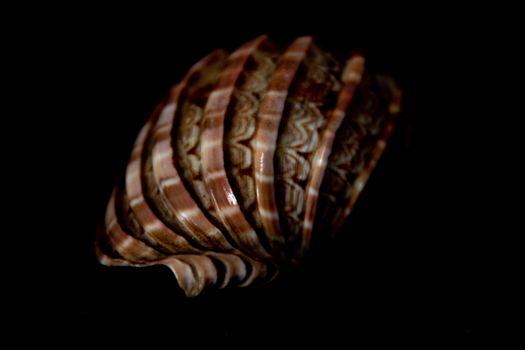 Detailed macro image of a conch shell on a dark backdrop, highlighting texture and color.