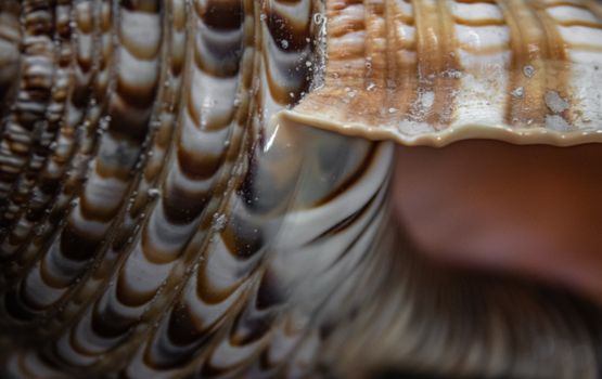 Detailed close-up of a striped seashell showing intricate textures and natural patterns.