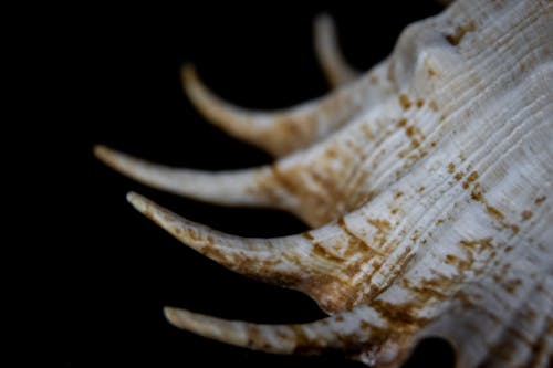 Free Spider Conch Sea Shell Isolated On A Black Background Stock Photo