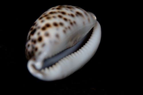 White and Brown Sea Shell In Close Up View