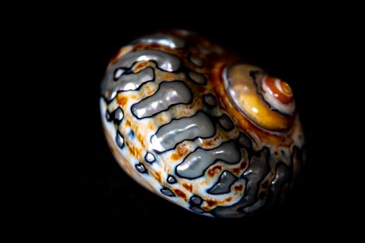 Vibrant close-up of a marine gastropod seashell with intricate patterns on a black background.