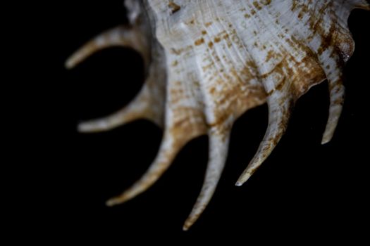 An artistic close-up of a spiky seashell against a black background.