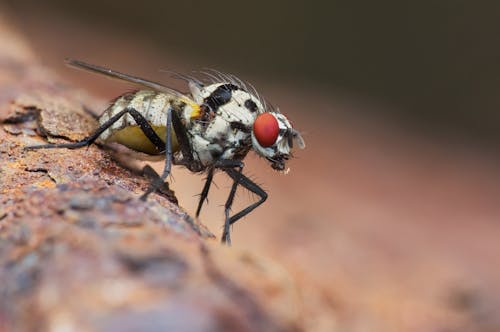 Gray and Black Fruit Fly in Macro Photography