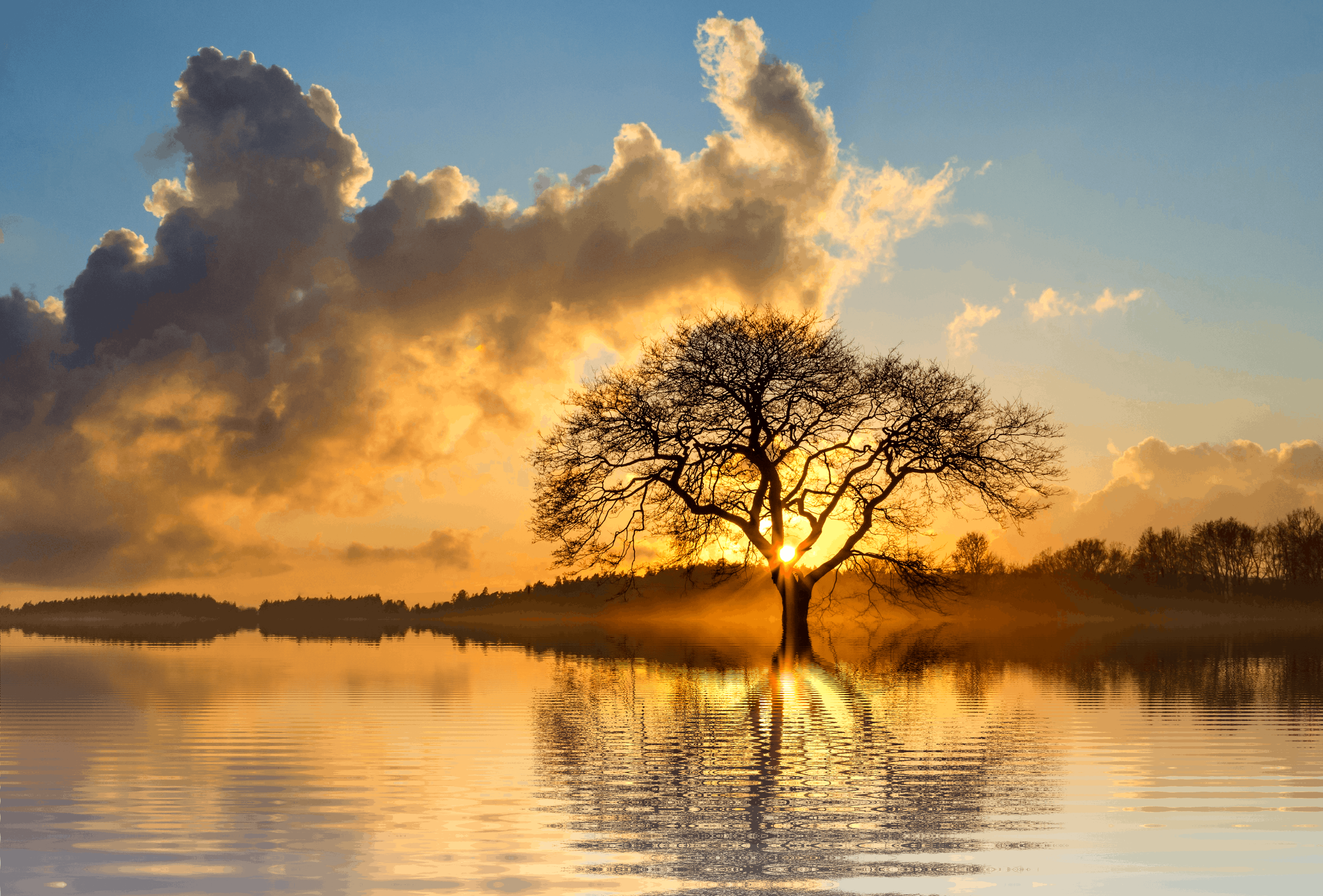 Landscape Photography Of Tree And Body Of Water · Free Stock Photo