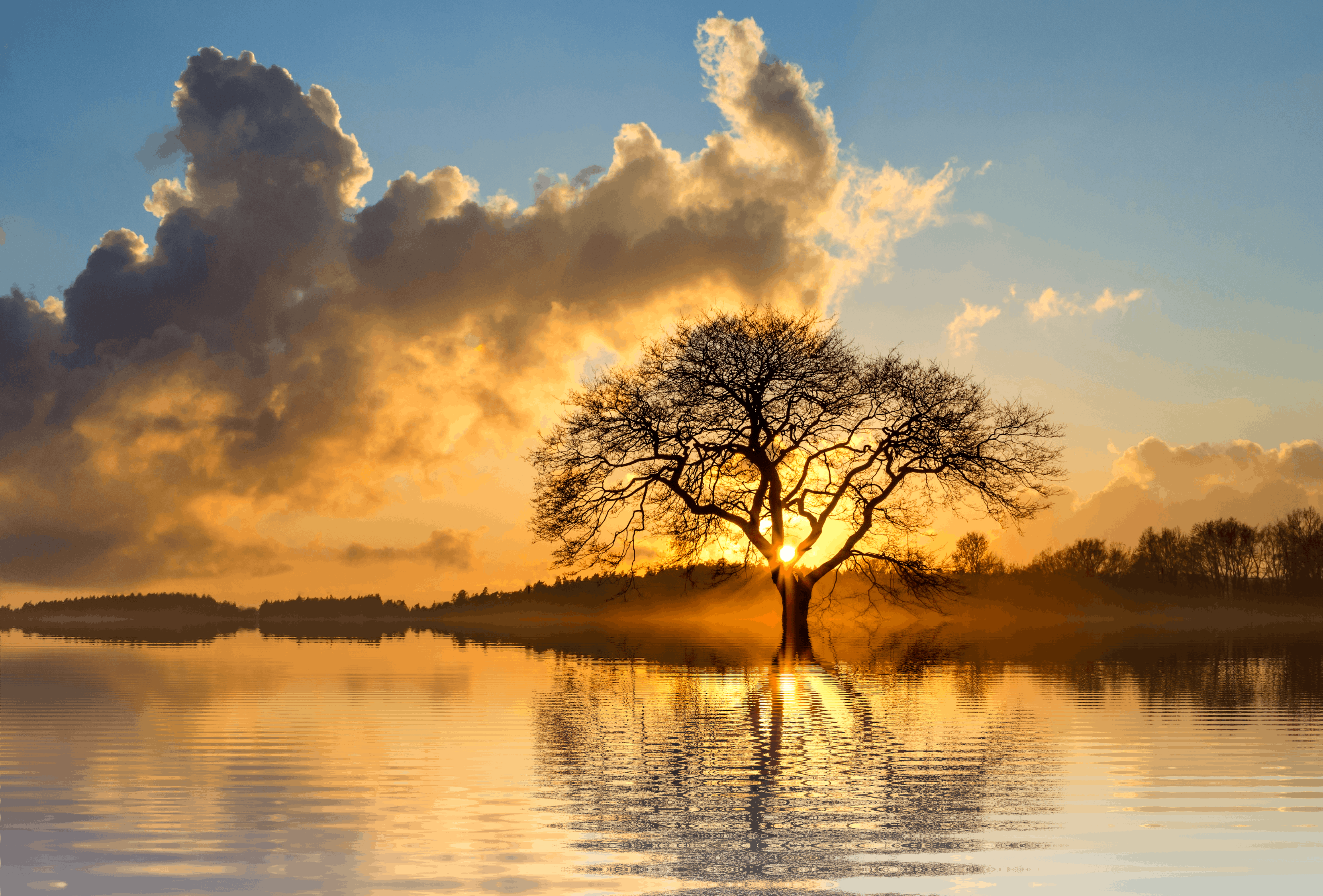 Landscape Photography Of Tree And Body Of Water · Free Stock Photo