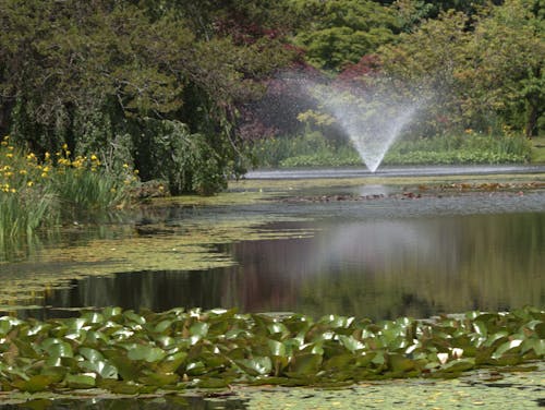 Gratis arkivbilde med vandusen botaniske hage