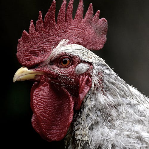Free White and Red Rooster Stock Photo