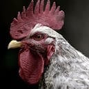 White and Red Rooster