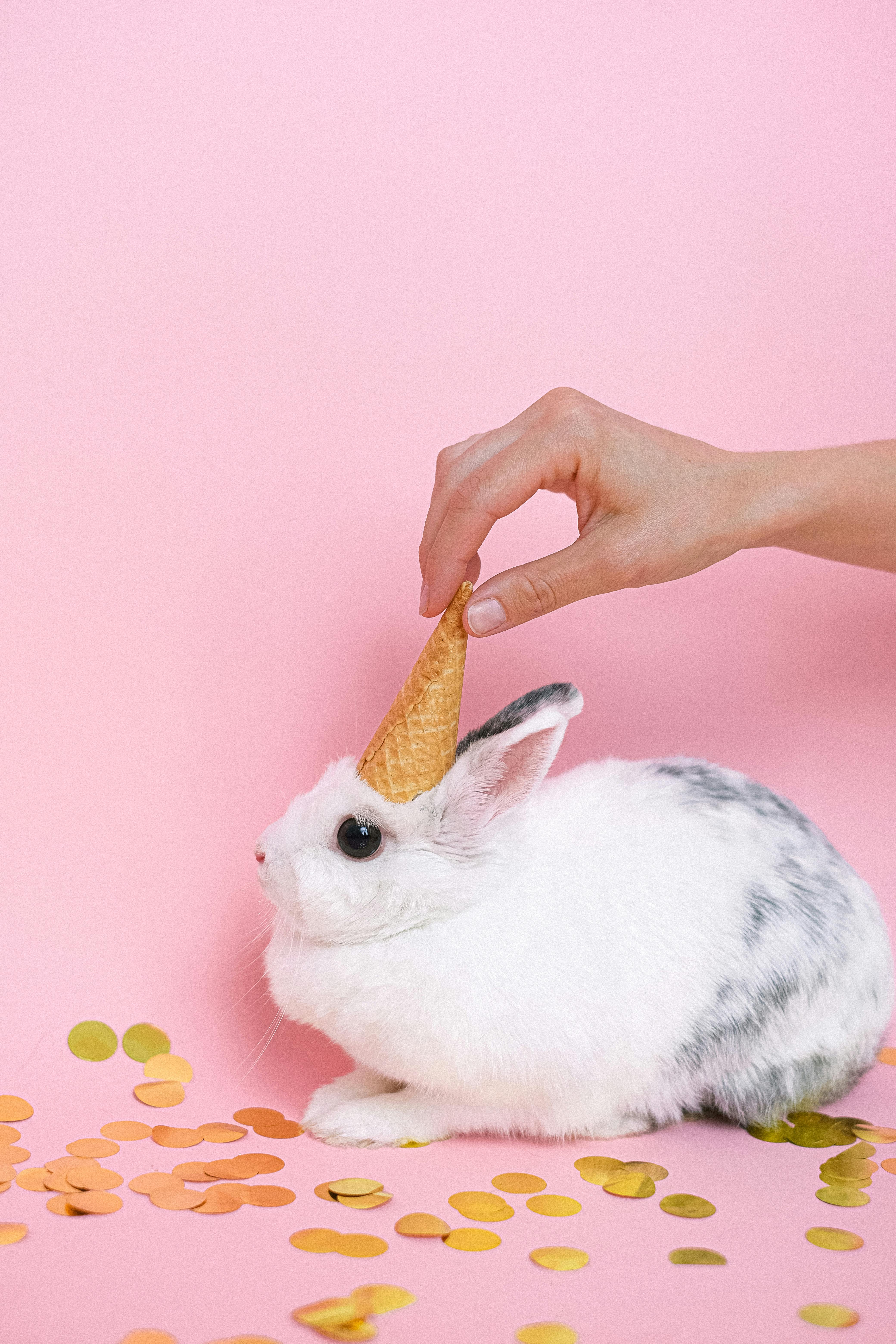 a person putting a ice cream cone on rabbits head