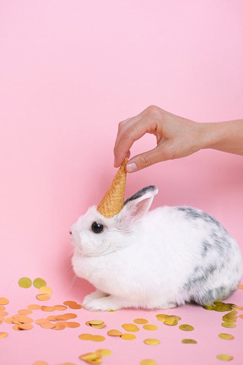 無料 アイスクリームコーン, イースター, ウサギの無料の写真素材 写真素材