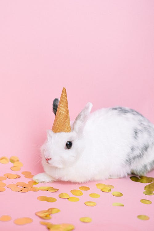 คลังภาพถ่ายฟรี ของ กระต่าย, น่ารัก, พื้นหลังสีชมพู