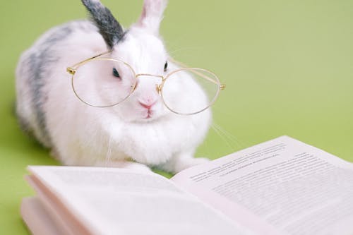 Free Cute Rabbit With Eyeglasses Stock Photo