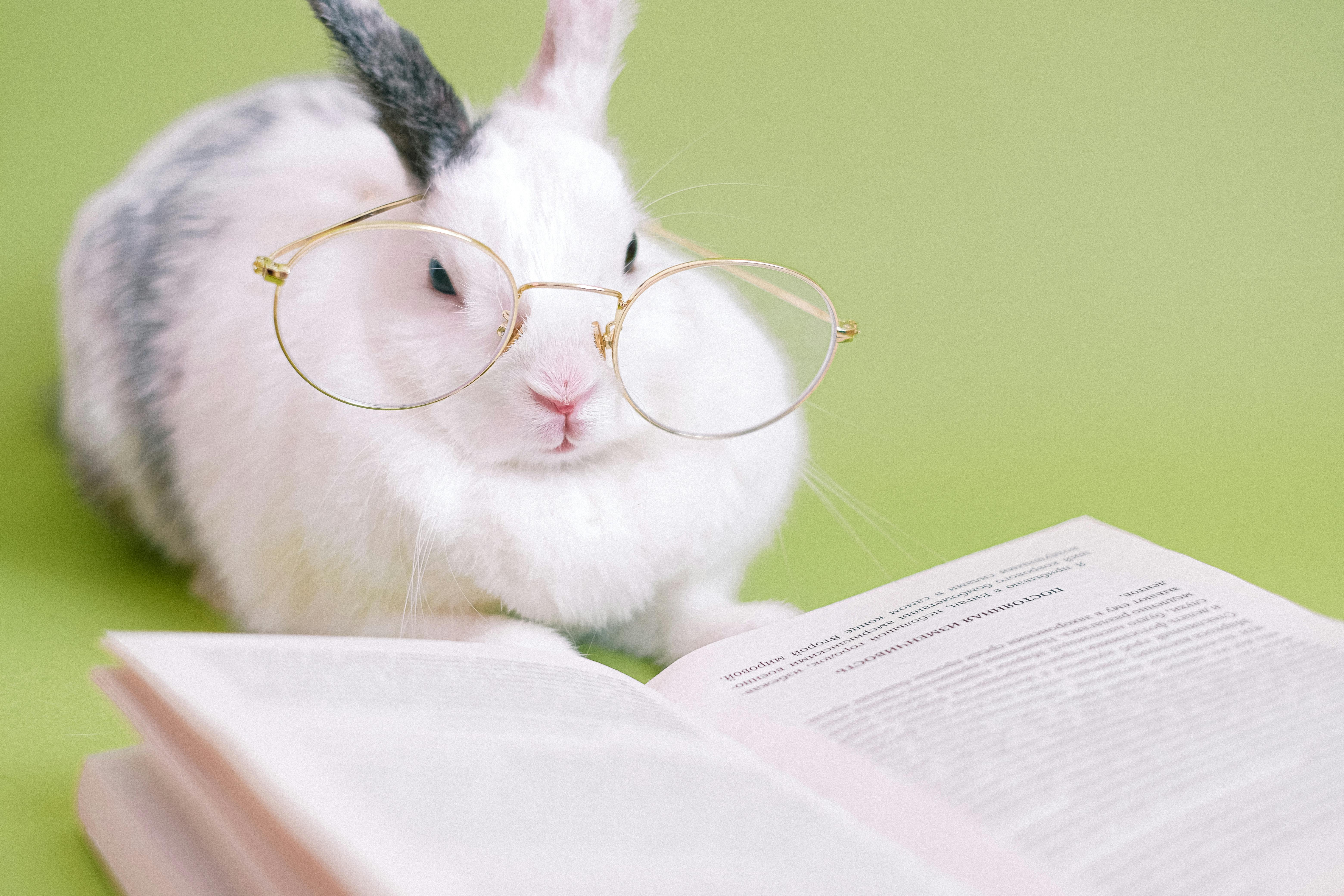 stuffed bunny with glasses