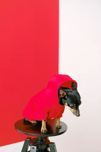Dog in stylish clothing outdoors — tonal coordination achieves the matching aesthetic with far less planning than exact matching