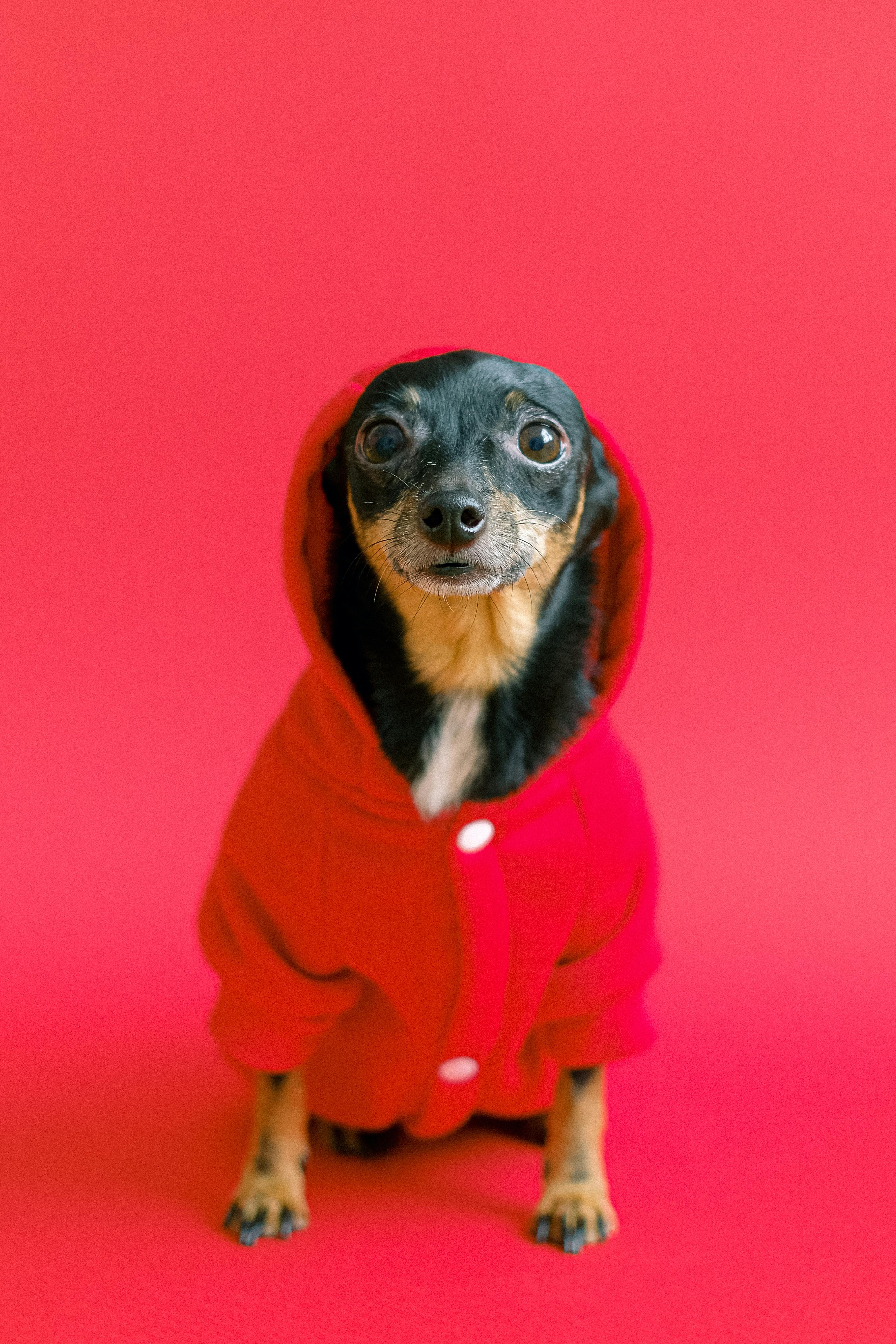 chihuahua wearing red coat costume