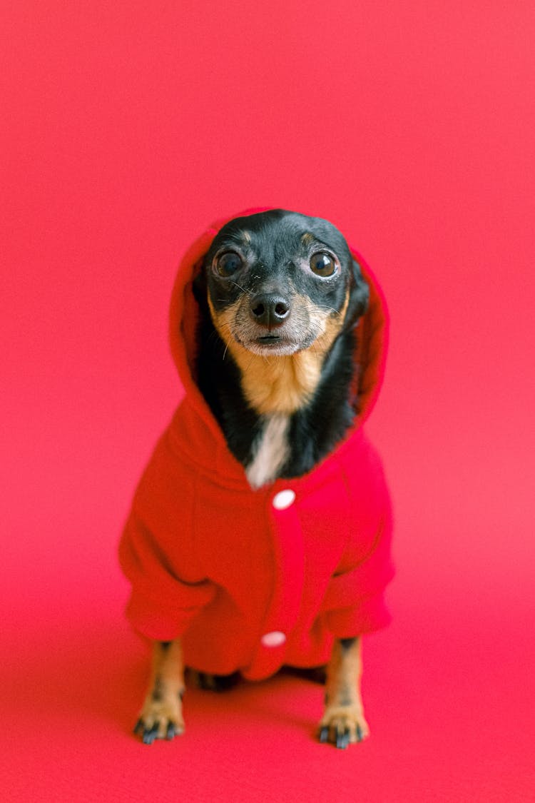 Chihuahua Wearing Red Coat Costume