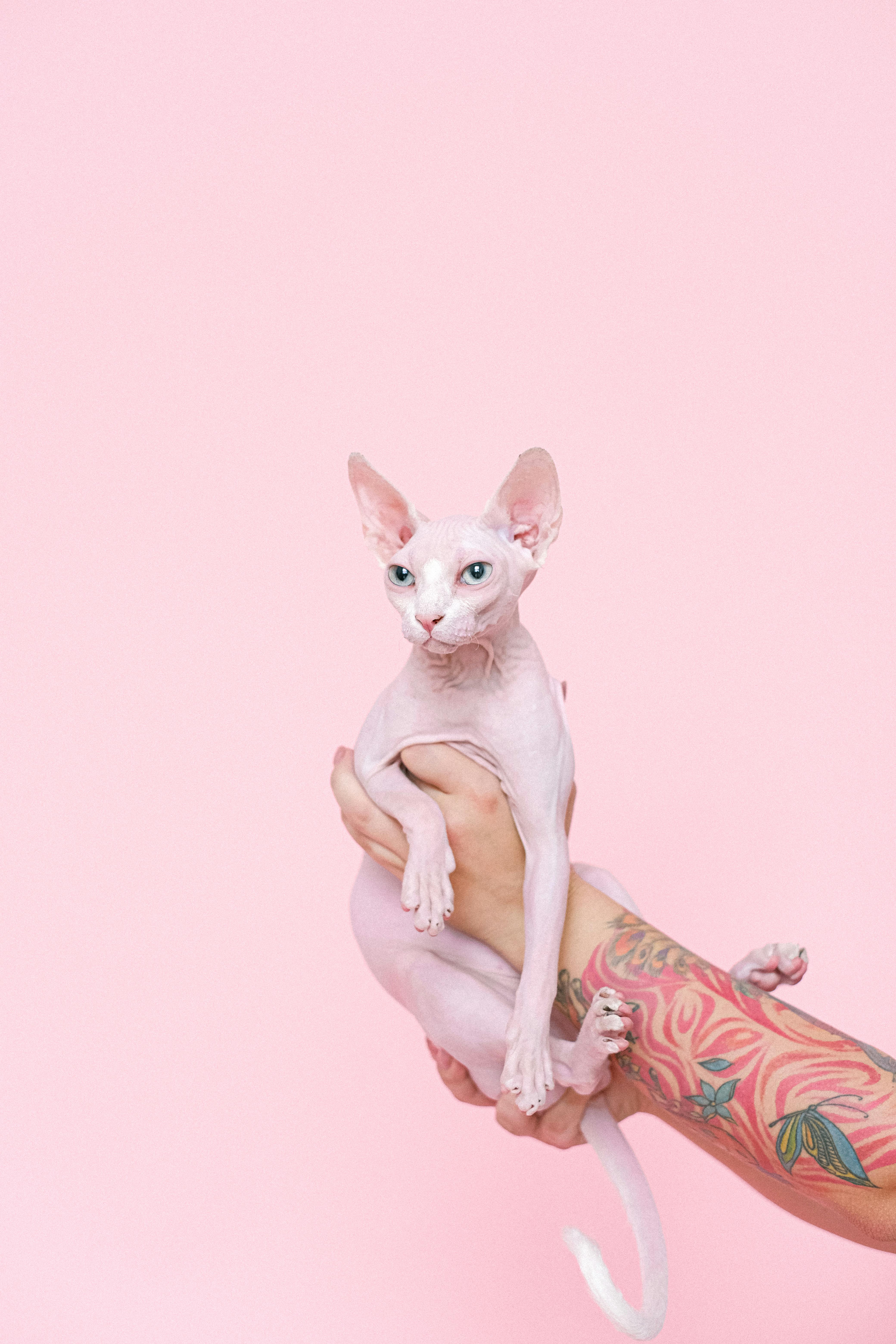 Choosing the Right Cat Breed