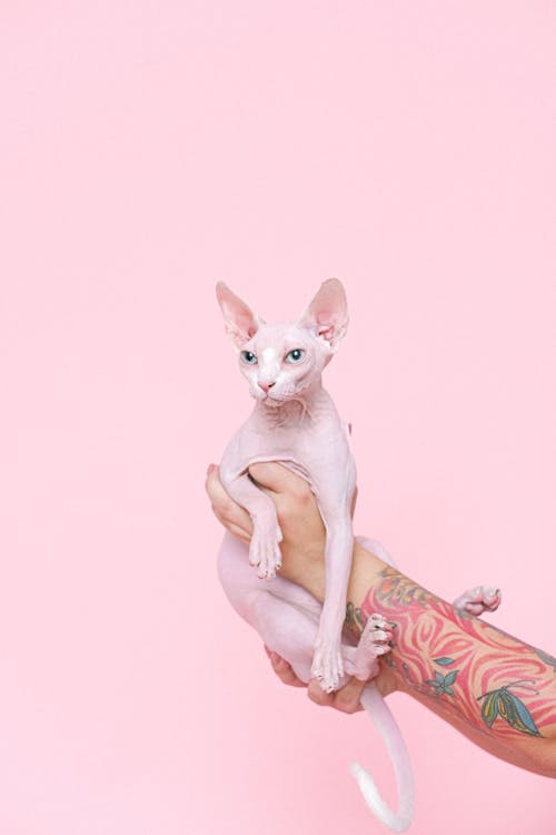 A Person Holding a Sphynx Cat