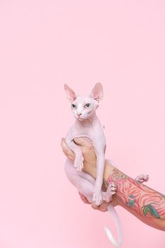 粉红色背景前，一只斯芬克斯猫展示了它独特的外观