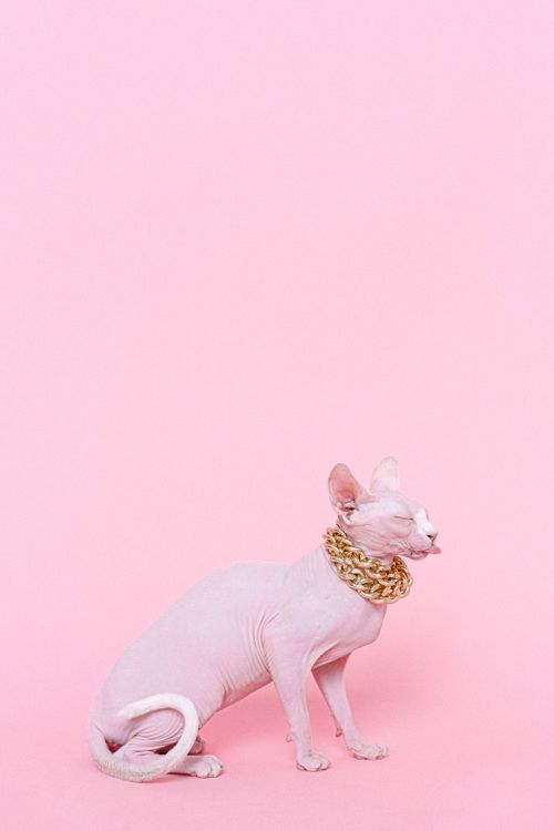 Free Stylish Sphynx cat wearing a gold chain on a pastel pink background. Stock Photo