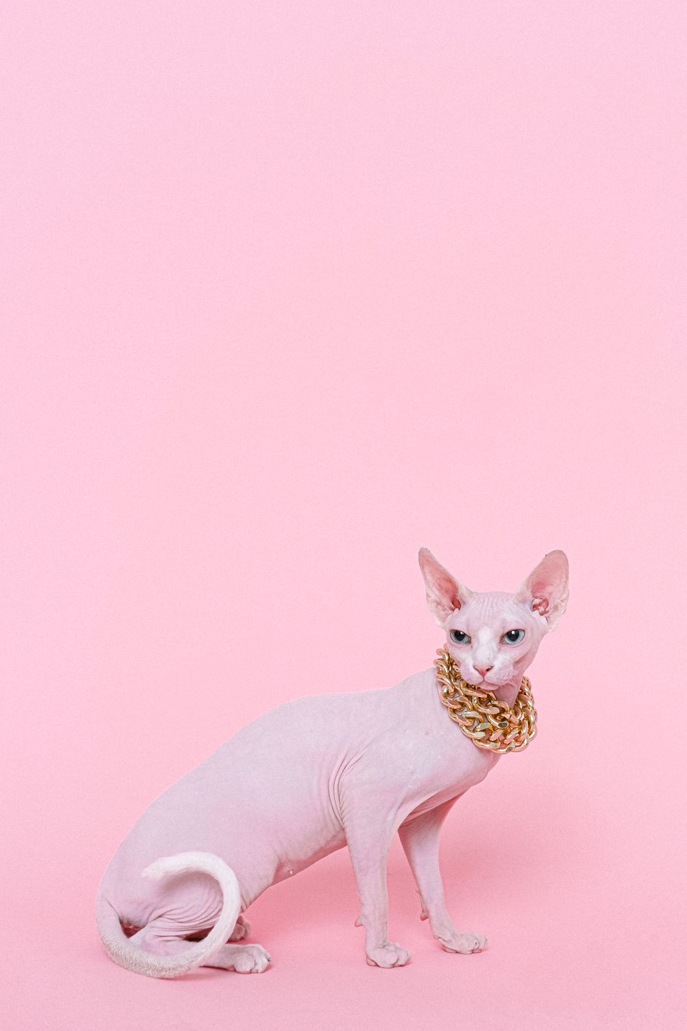 一只戴着金项链的斯芬克斯猫 · 免费素材图片