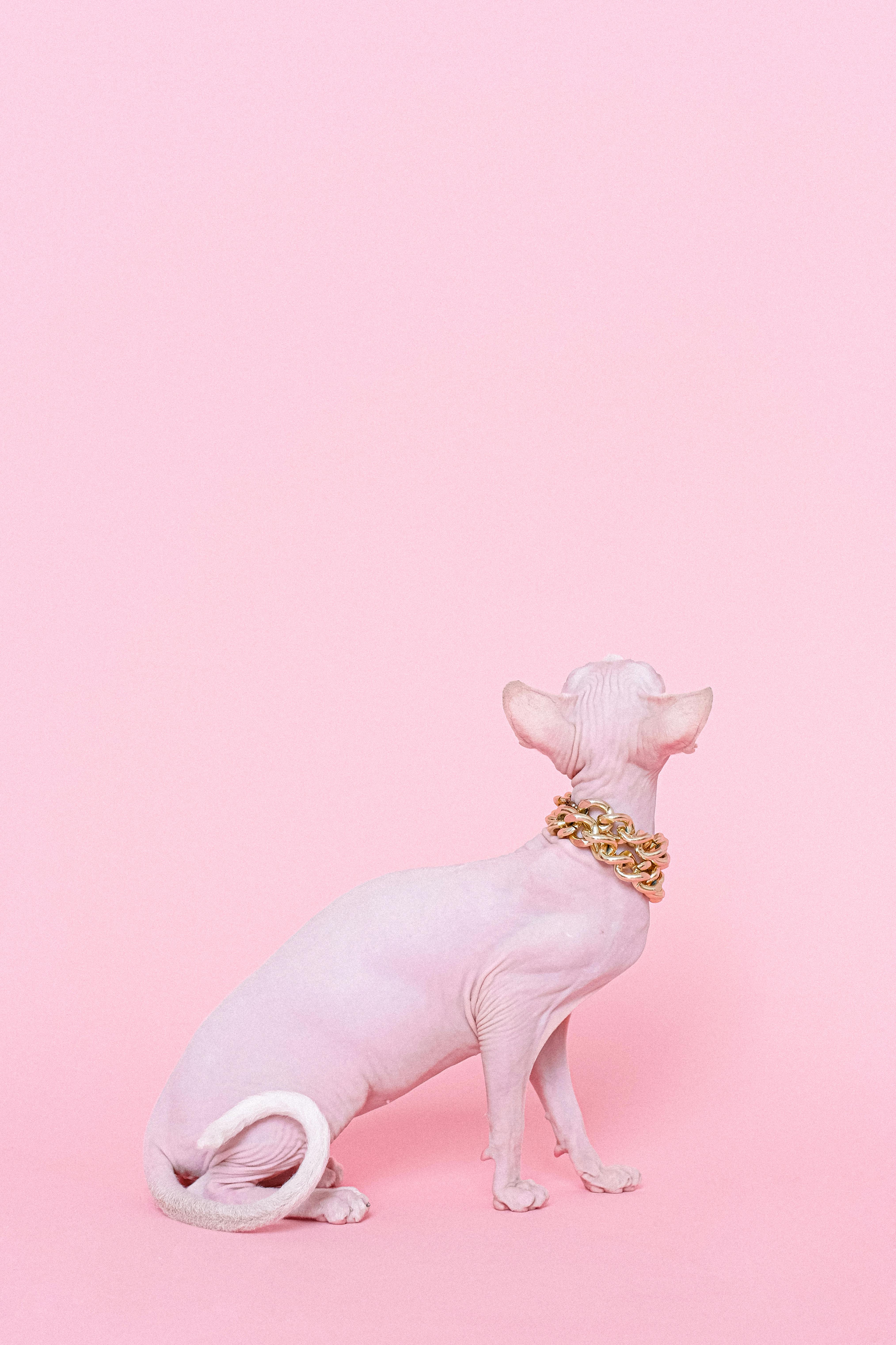 back view of a sphynx cat with a gold chain necklace