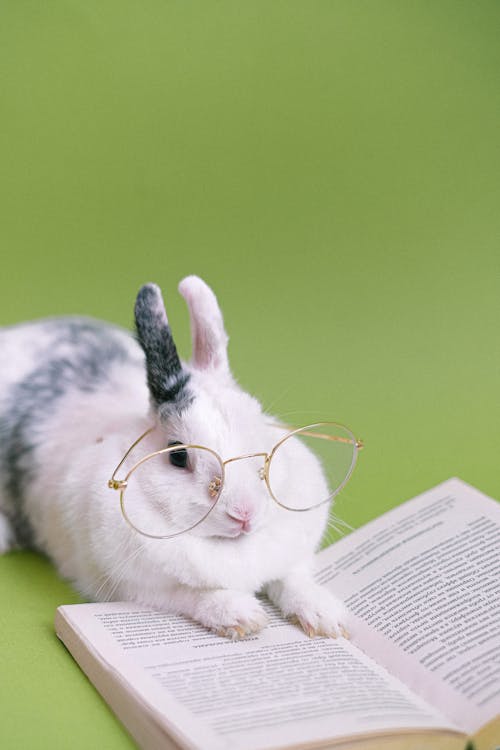 Free A Rabbit Wearing Eyeglasses while Reading a Book Stock Photo