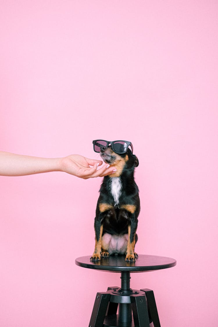 A Miniature Pinscher Wearing Sunglasses