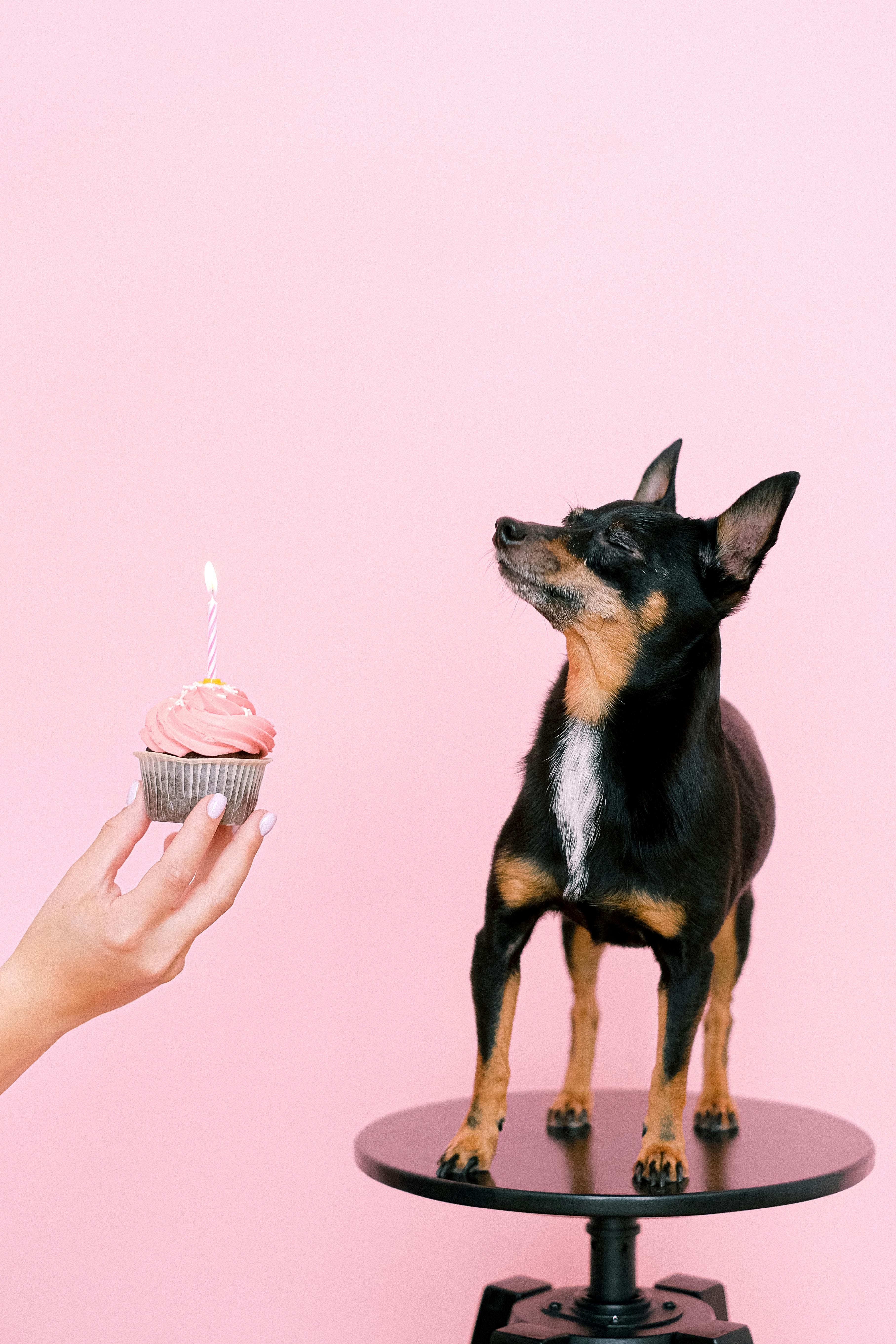 a person holding a cupcake with candle in front of a miniature pinscher