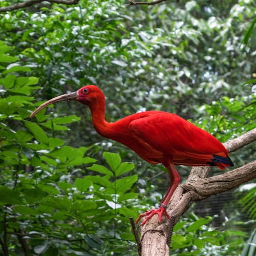 Бесплатное стоковое фото с vermelho, пр, фламинго