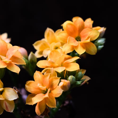 Бесплатное стоковое фото с árvore florescendo, аранжевый цветочный