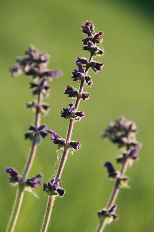 Free stock photo of close-up, lavender