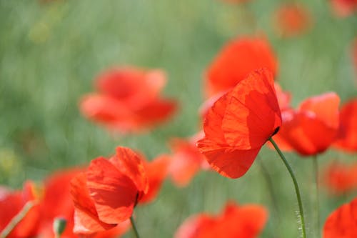 Free stock photo of poppies, red