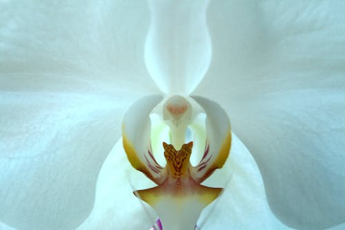 Бесплатное стоковое фото с орхидея