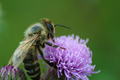 Photos gratuites de abeille, fermer, fleur