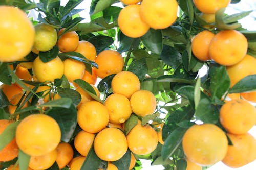 Gratis lagerfoto af appelsin, træ