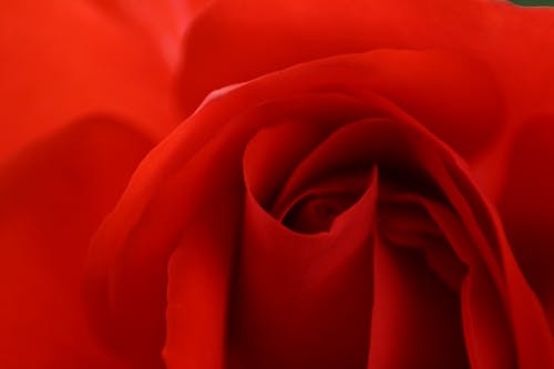 คลังภาพถ่ายฟรี ของ ดอกกุหลาบ, สีแดง, ใกล้ชิด