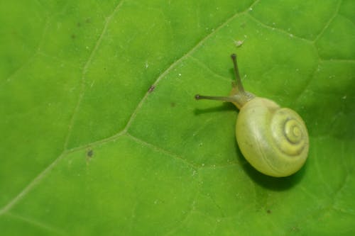 Darmowe zdjęcie z galerii z liść, ślimak, zielony