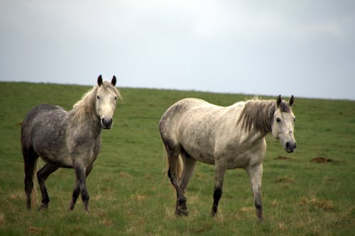 Бесплатное стоковое фото с белая лошадь