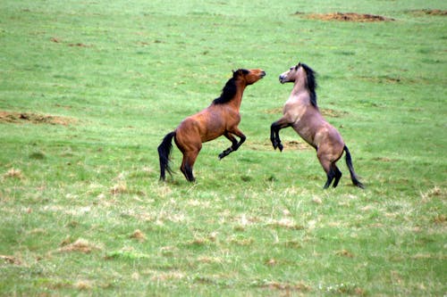 Foto d'estoc gratuïta de cavalls, jugar, llibertat
