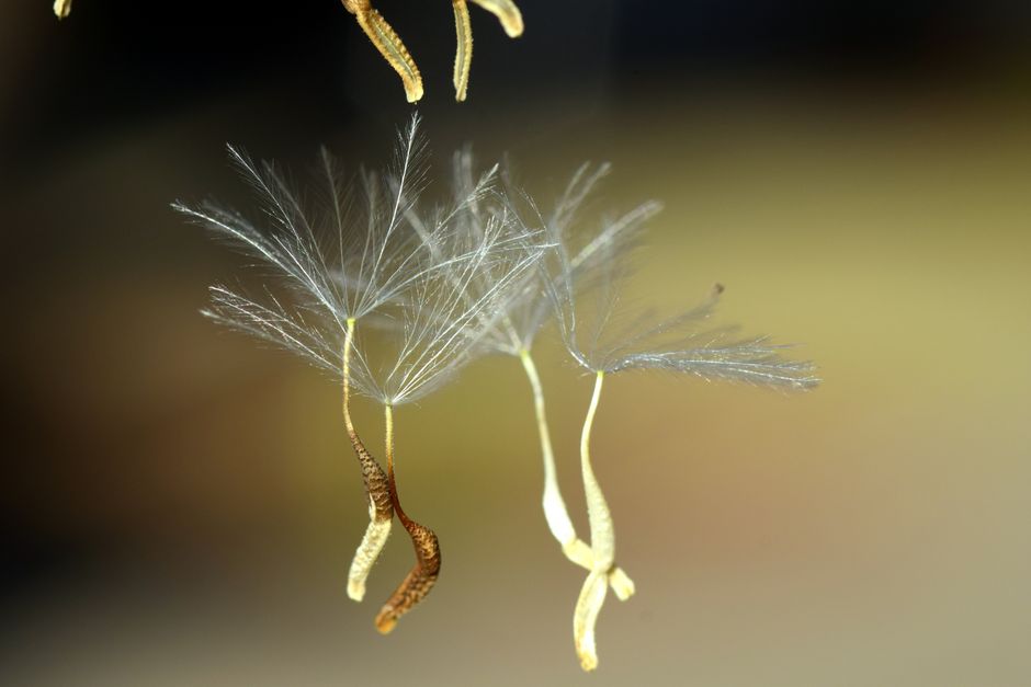 Macro shot of dandelion seeds elegantly floating, capturing nature's fragility.