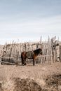Saddled Horse 